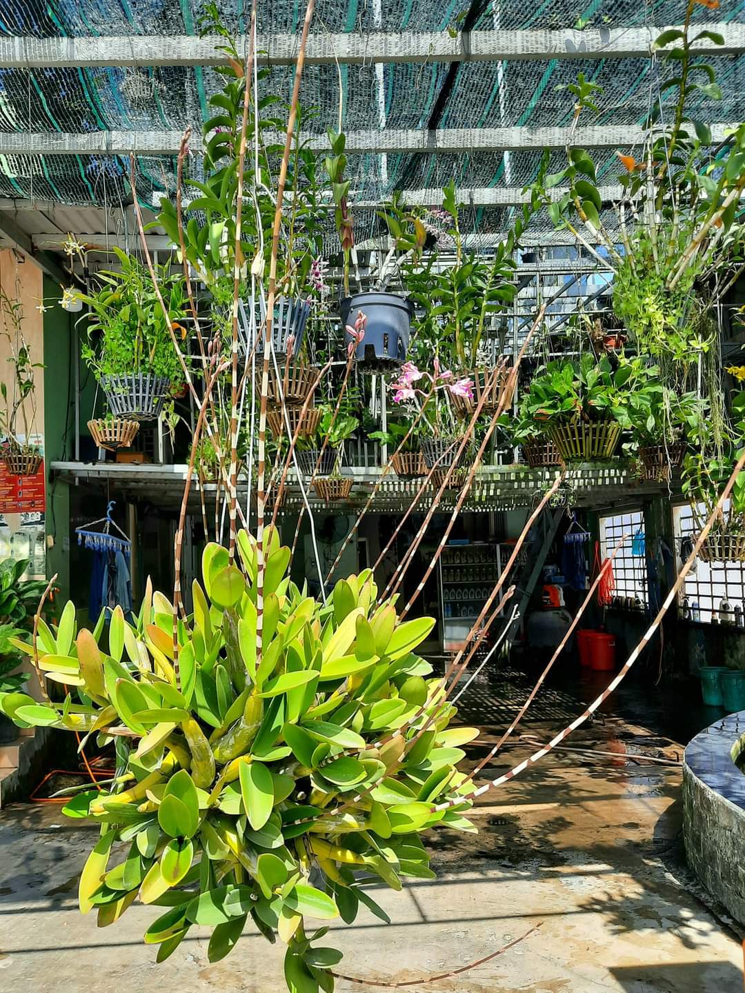 HOA LAN ỐNG ĐIẾU