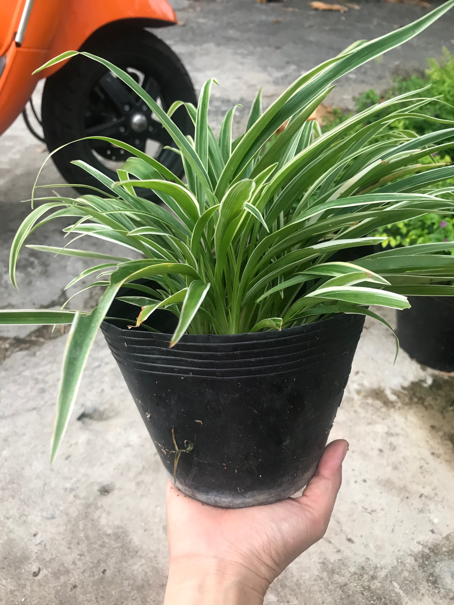 Cỏ lan chi + tặng phân bón cho cây khỏe