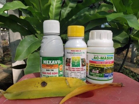 Combo 3 ngăn ngừa vàng  lá