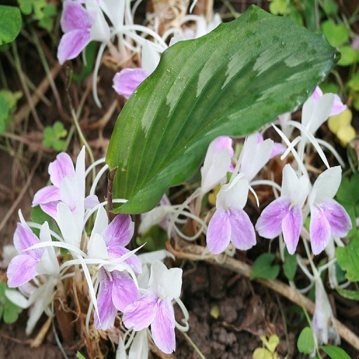 Cây tam thất nam giống chuẩn