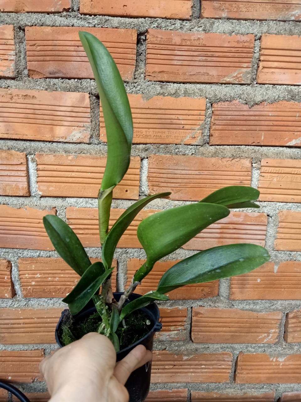 Hoalan Cattleya Gurgen kloop- chậu trưởng thành