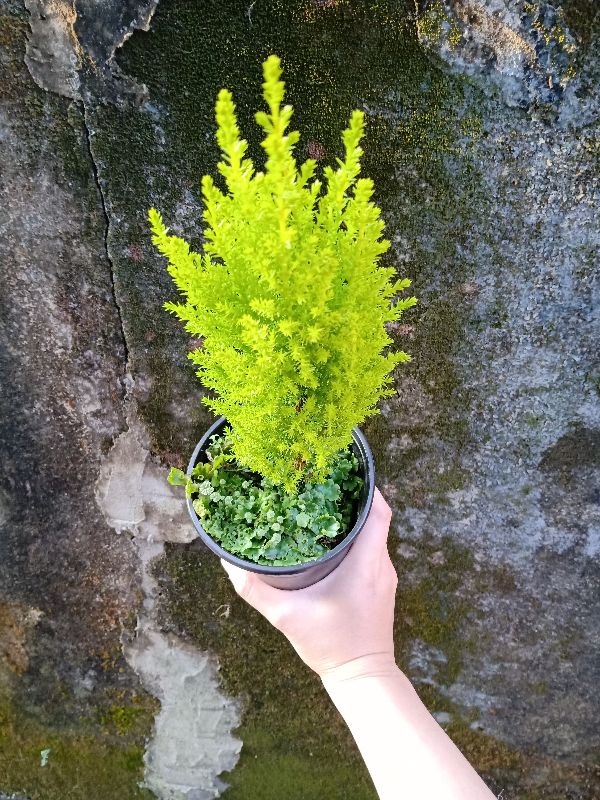 Cây tùng thơm 40 đến 60cm