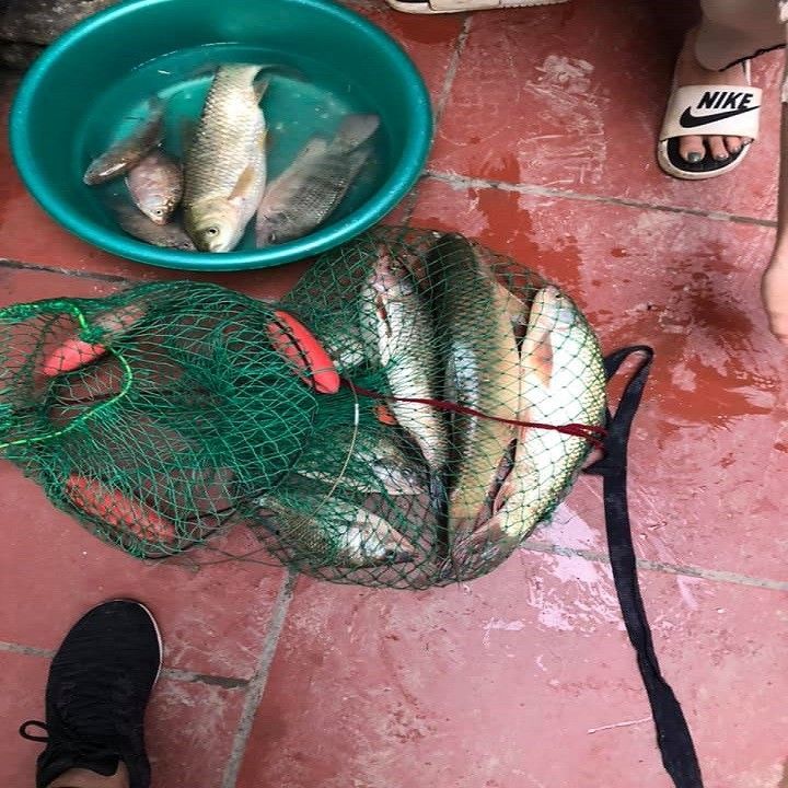 Mồi chép tàu vị dâu