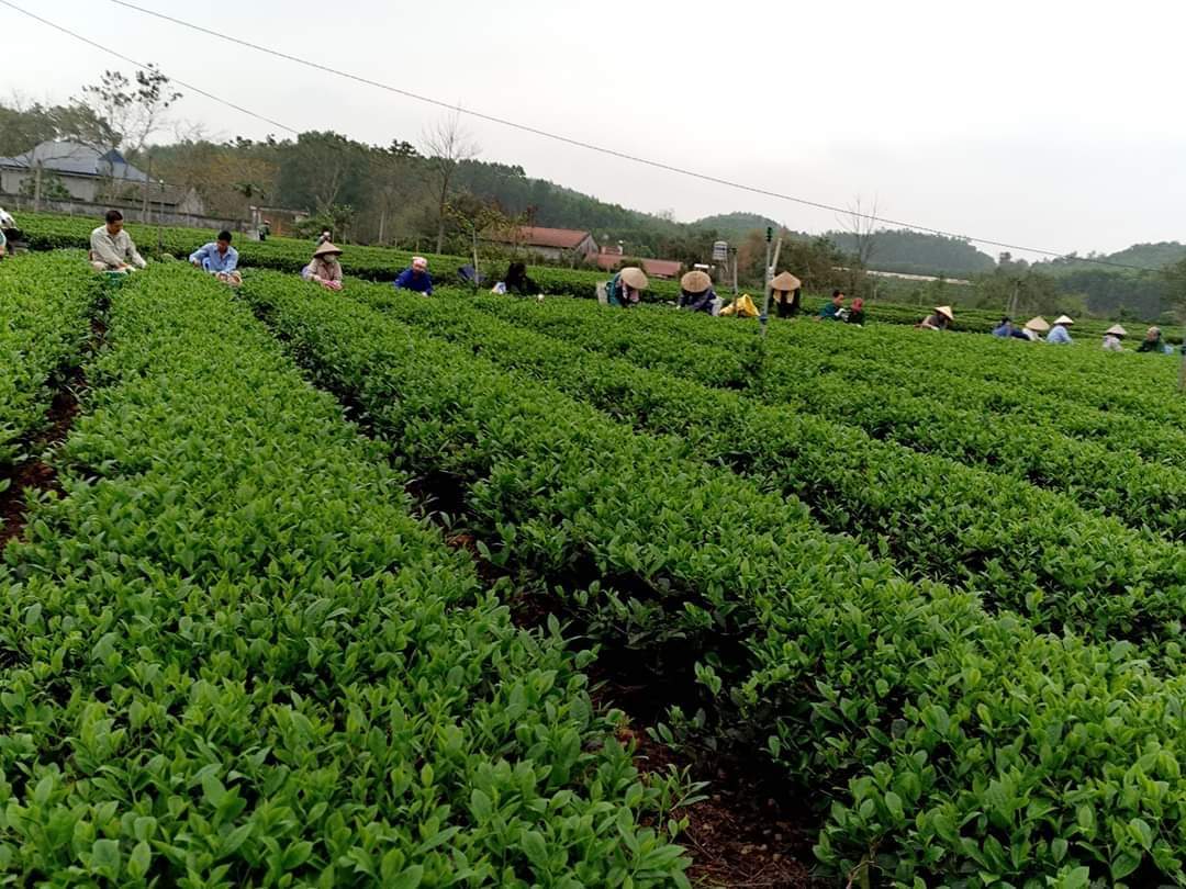 [HCM]Nõn Đinh (nhiều tôm) 1.200.000