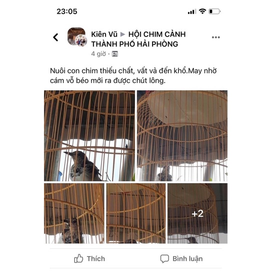 Cám Vỗ Béo Thay Lông Choè(Choè Than Choè Lửa Choè Đất)-Lão Đại