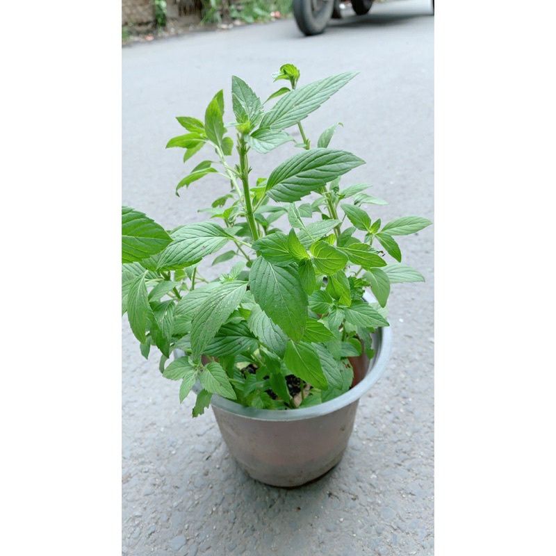 ♡♡ Cây rau húng, cây gia vị