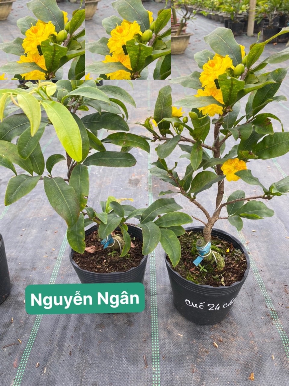 Mai xoắn (mai quắn) mini