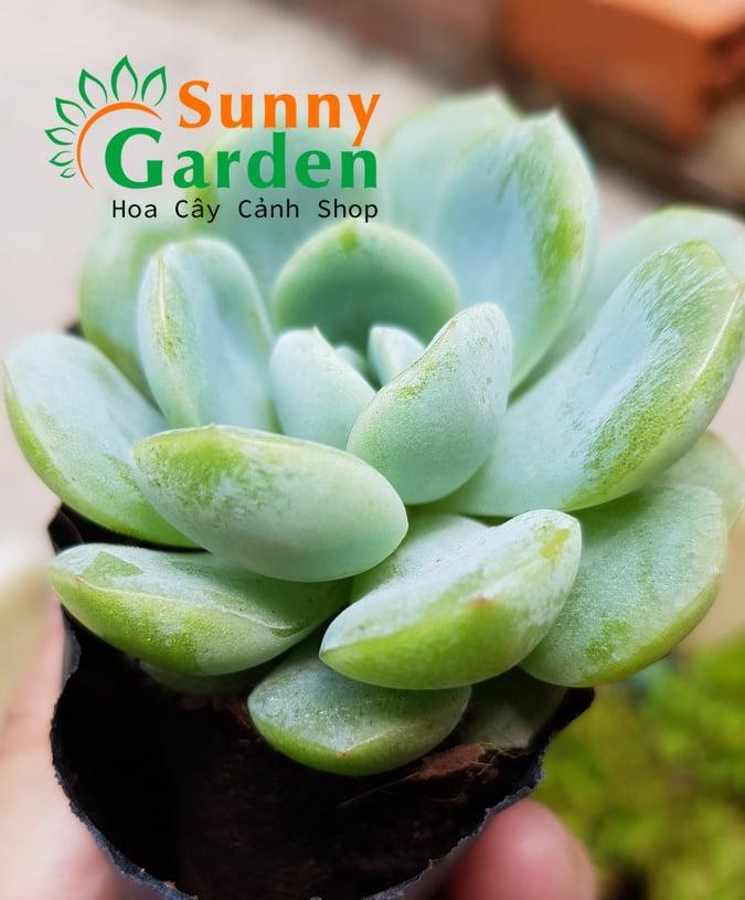 Sen Đá Liên Đài Xanh