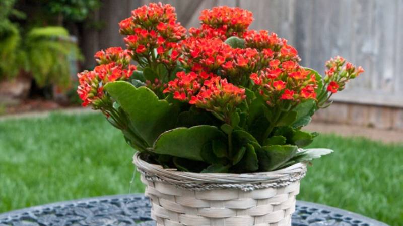 Chậu cây hoa sống đời hàng đẹp