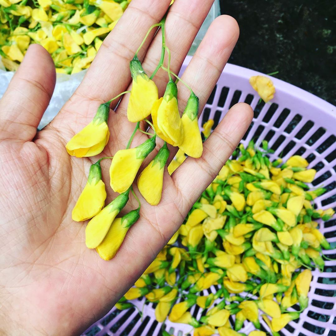 Hạt Giống Bông Điên Điển Lâu Năm, Dễ Trồng, Thu Hoạch Kéo Dài Liên Tục