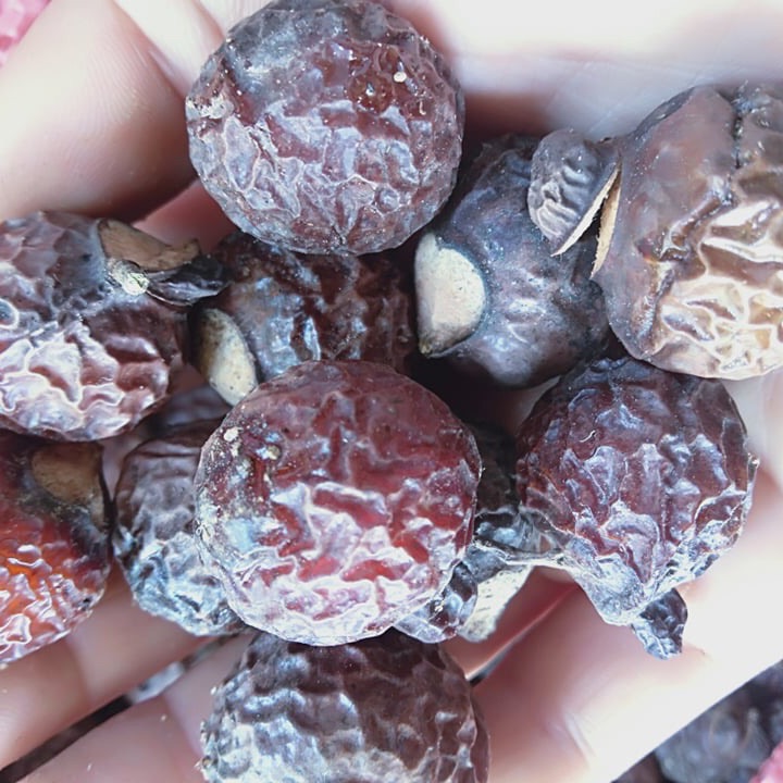 [1kg] Bồ hòn già chín cây