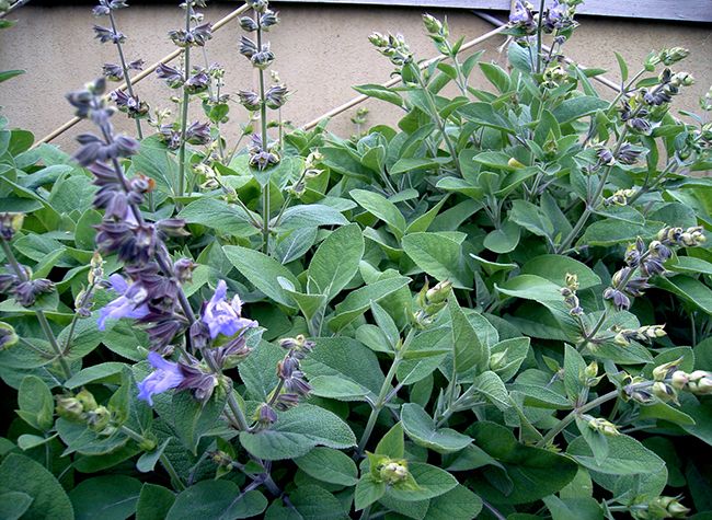 Gói 20 hạt giống xô thơm sage