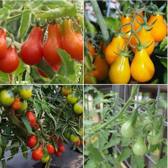 Combo 2 gói hạt giống cà chua trái lê ( 1 gói vàng + 1 gói dỏ ) kèm gói kích hạt nảy mầm