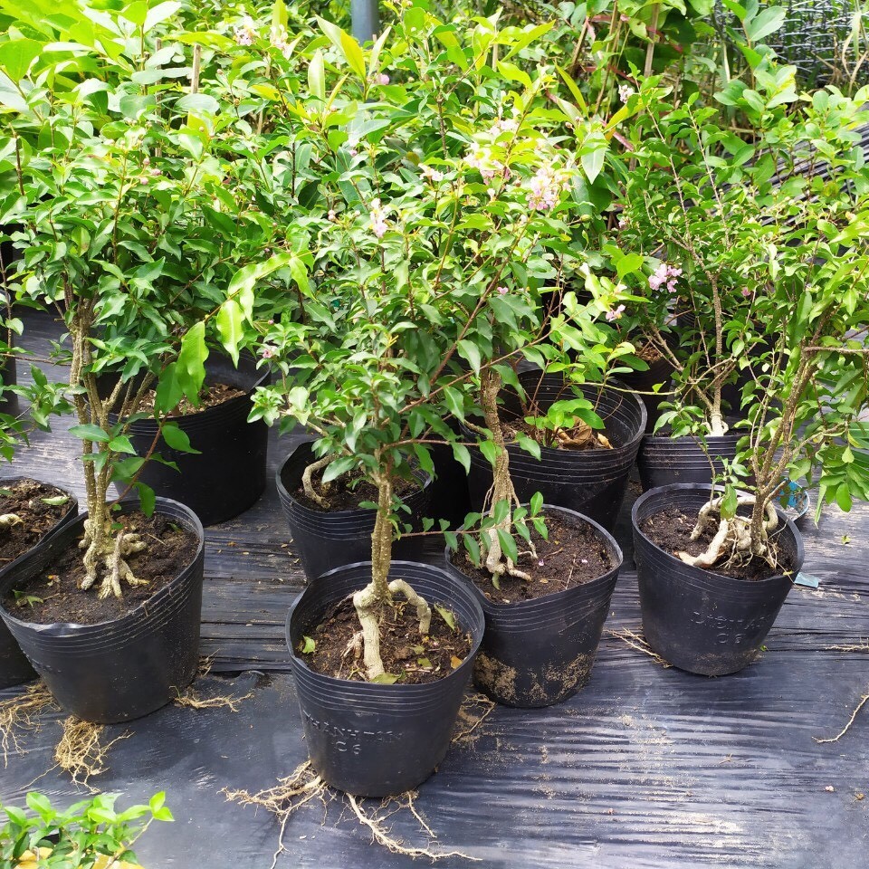 [Có sẵn] Cây Hồng Ngọc Mai, Cây Bonsai