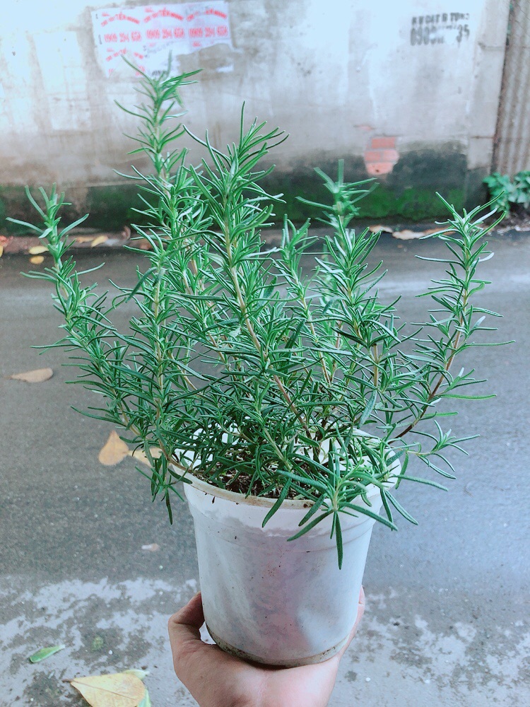 Hương Thảo (cao 35cm,ngang 20cm)