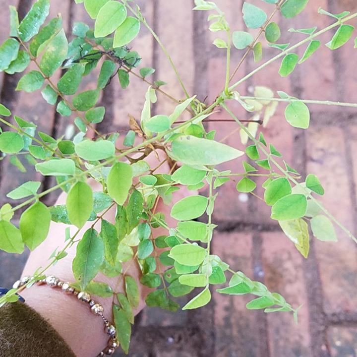 Cây giống khế tàu dễ trồng nhanh lớn - Tặng phân trùn quế chất lượng là niềm tin