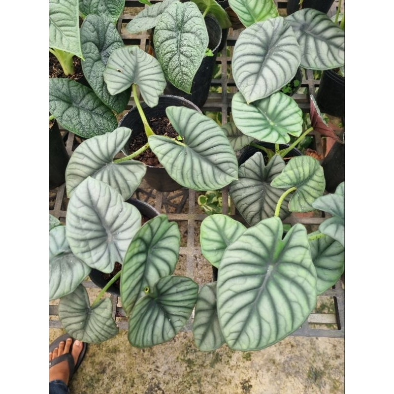 Cây Alocasia Nebula