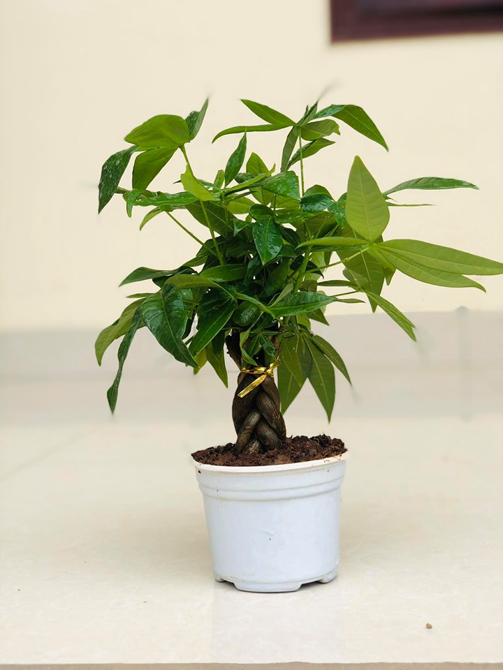 Cây kim ngân bonsai thắt bím - Cây phong thủy để bàn