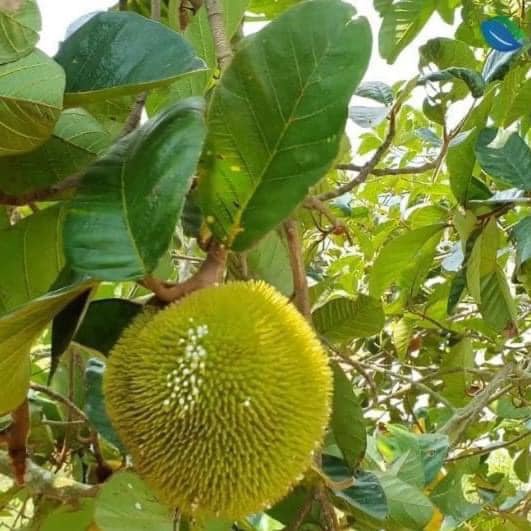 CÂY GIỐNG MÍT TÍ HON  ẤN ĐỘ - SIÊU TRÁI (cây giống có bảo hành )