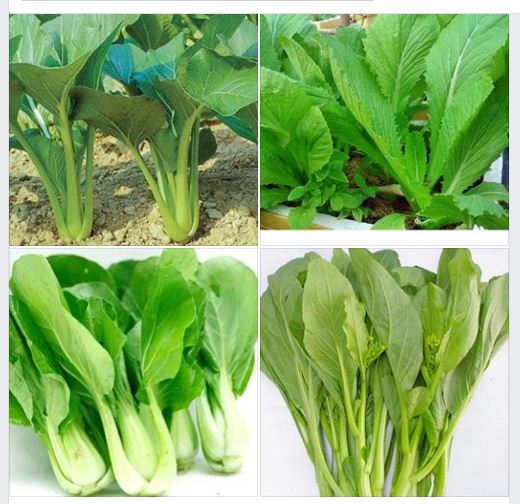 Combo 5 gói hạt giống rau cải ( Cải bó xôi + cải ngọt + cải xanh + cải chíp + cải ngòng )