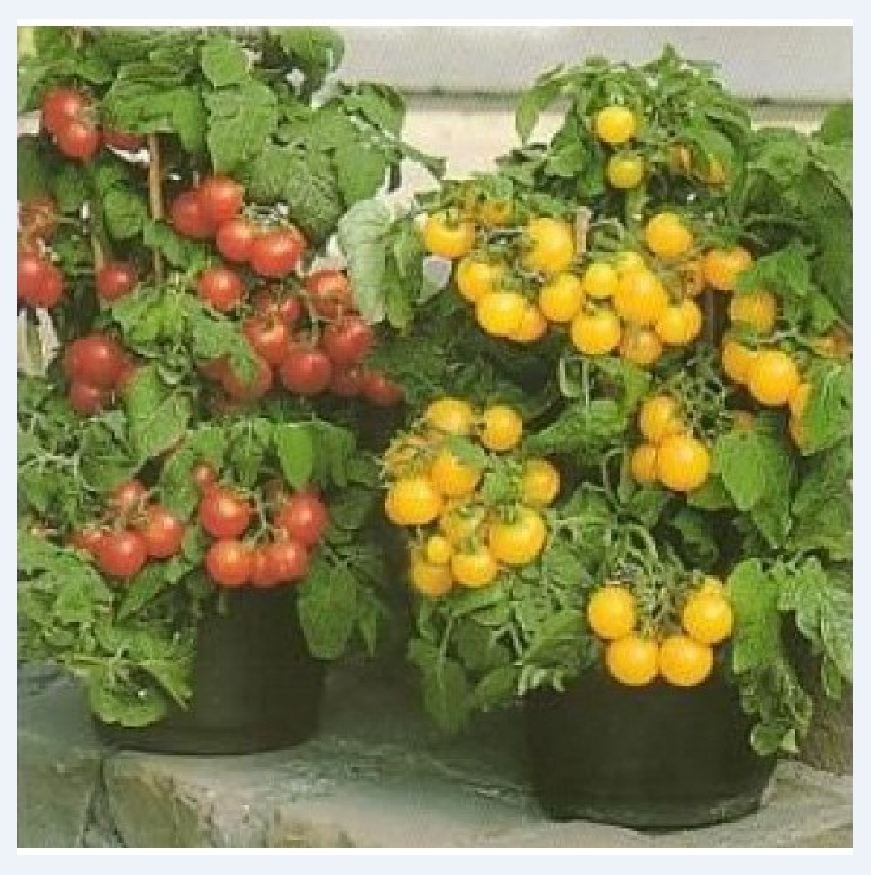 Combo 2 gói cà chua bi lùn ( lùn đỏ + lùn vàng + 1 gói kích hạt nảy mầm )