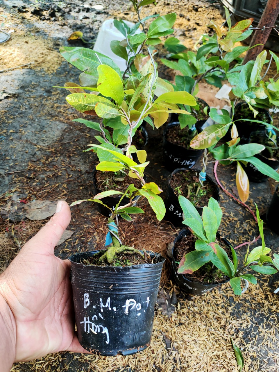 Cây Bạch mai đọt hồng (trung bình khoảng 12 cánh)