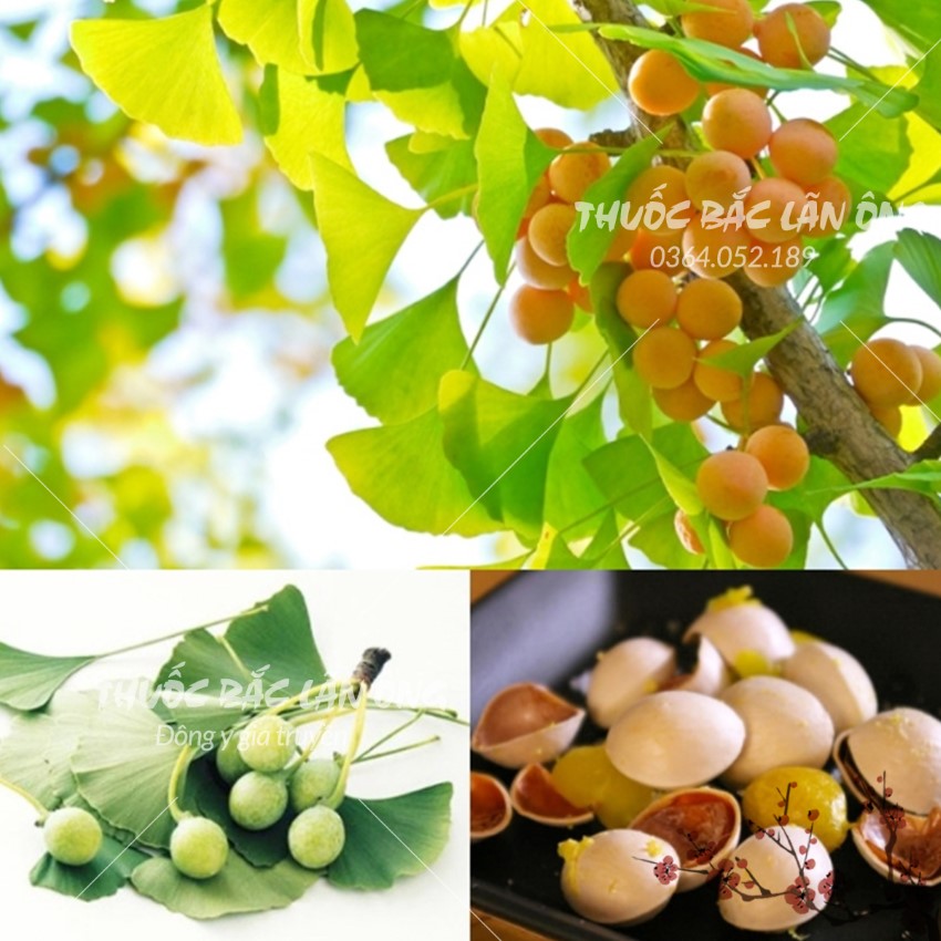 Dried Ginkgo Nuts 100g, Large, Clean Seeds, Ingredients for Making Sweet Soup, Steaming Bird's Nest, Stewing Chicken, Helps Improve Health