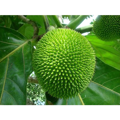Cây giống sake (Cây đã cao 1,6m, khỏe đẹp