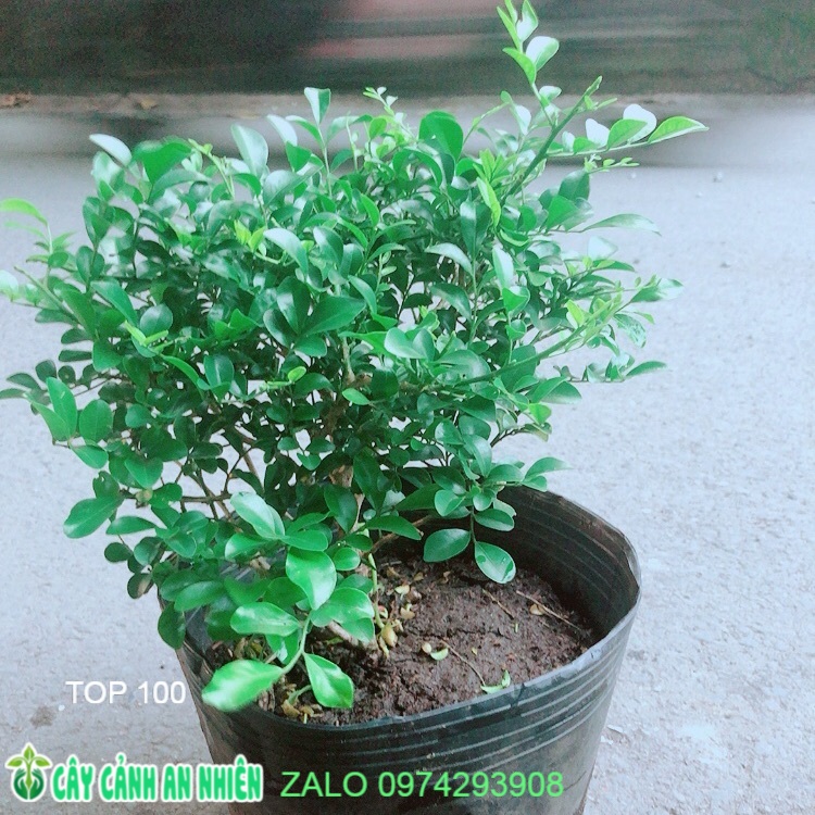 Cây nguyệt quế lá nhỏ