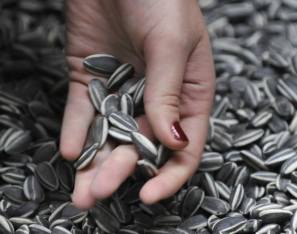 Hạt hướng dương ( sunflower seed ) nhân sống 500gram