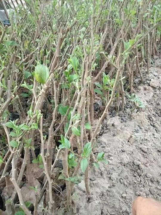 cây giống táo thái
