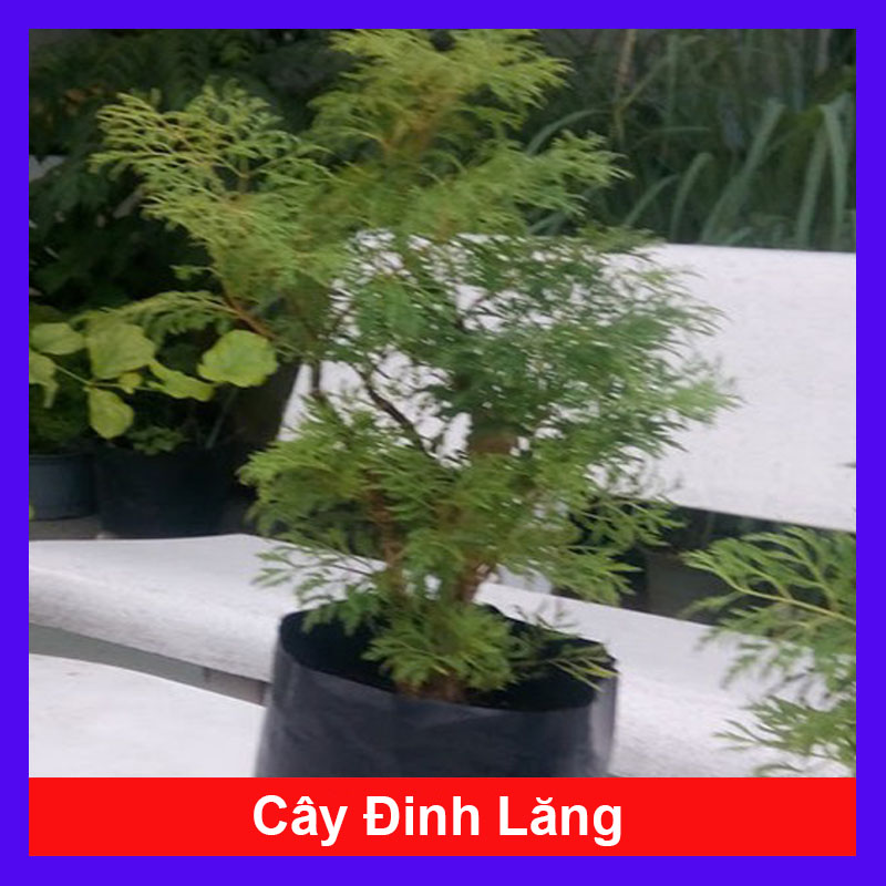 Cây Đinh Lăng - Cây cảnh sân vườn