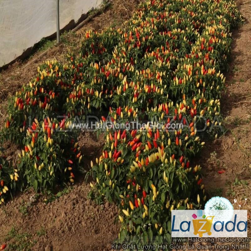 100.HAT Hạt Giống Ớt Ngũ Sắc Chỉ Thiên TG220 (KL| B51*W43)