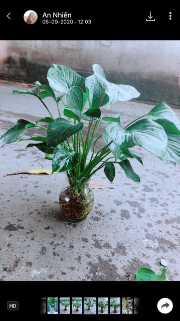 Chậu Cây Thanh Tâm Thuỷ Sinh