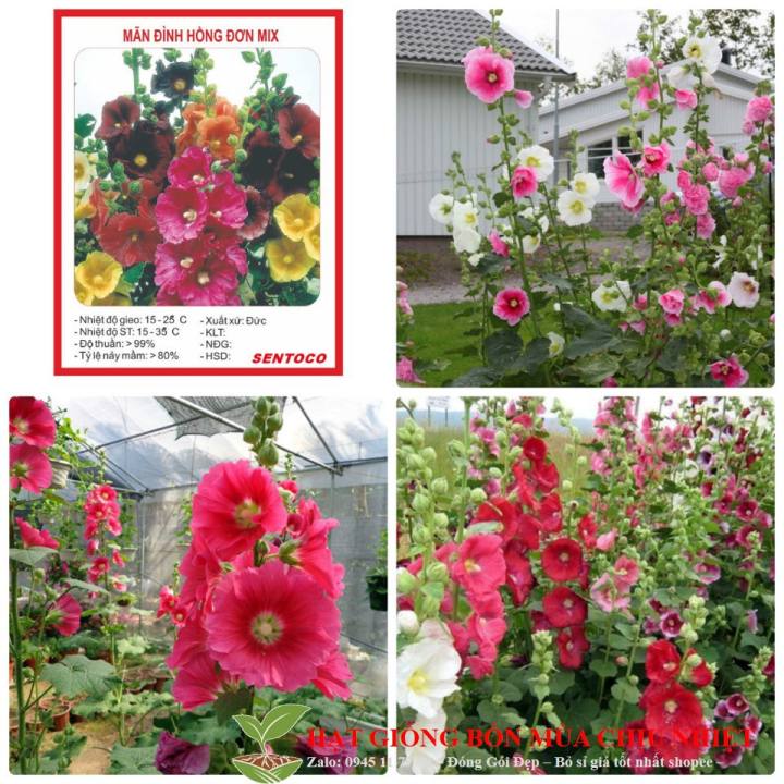 HG22 Hạt Giống Mãn đình hồng kép mix bốn mùa gói 10 hạt