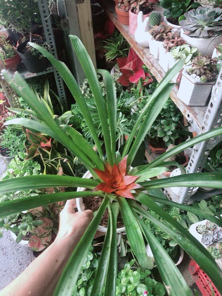 Cây Phong Lộc Hoa
