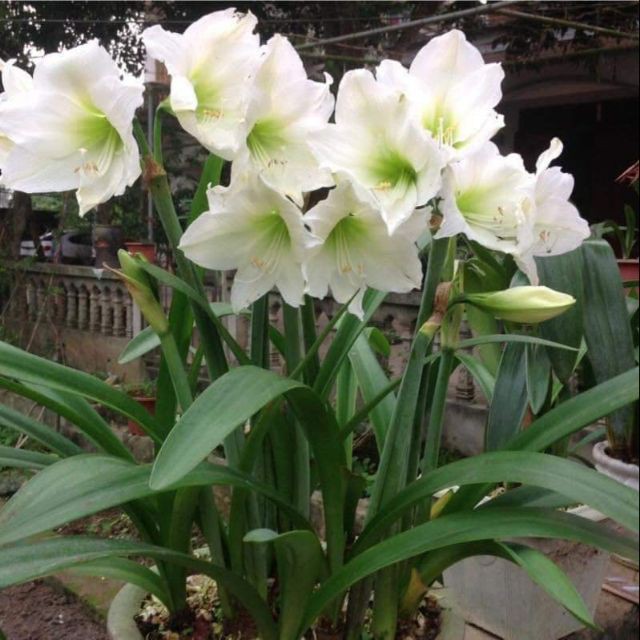 Củ hoa lan huệ Tuyết thanh( củ đại)