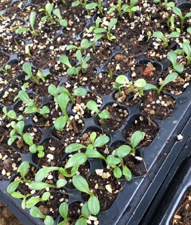 Hạt giống hoa Thược Dược mix màu - gói  50 hạt
