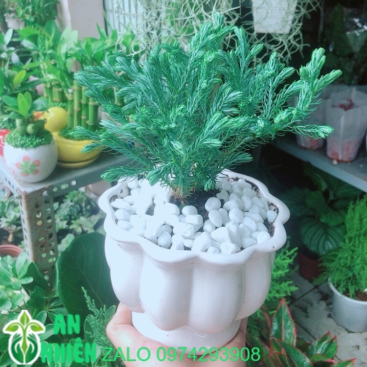 Chậu Cây Tuyết Tùng