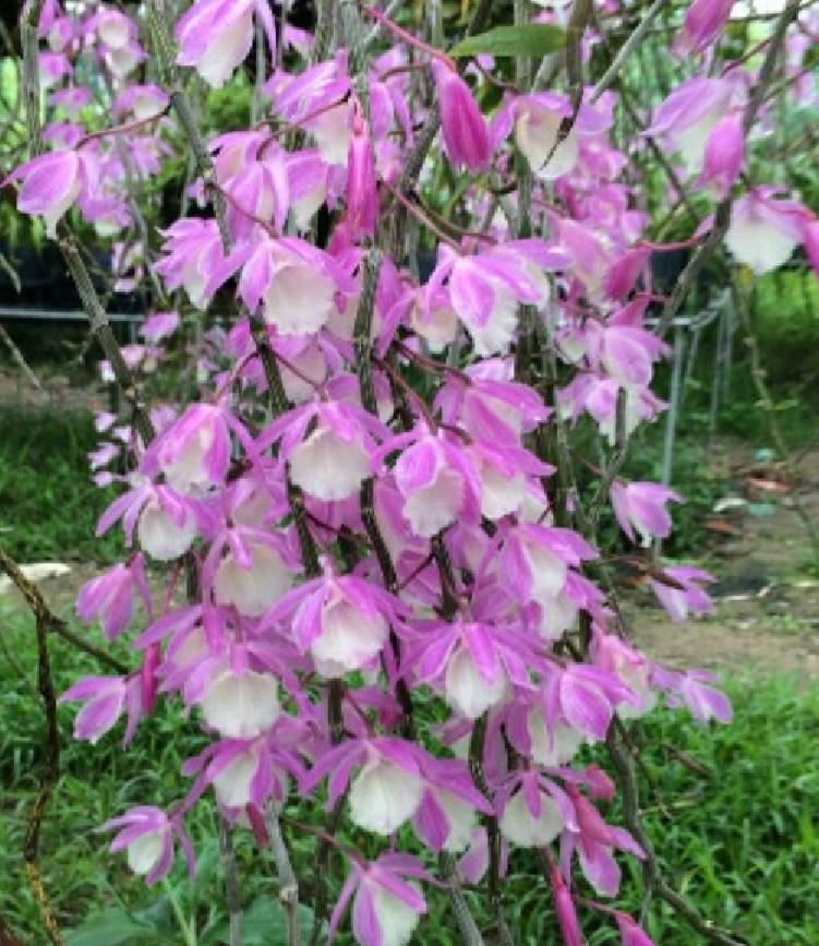 PHONG LAN HẠC VĨ THIÊN CUNG LỮ BỐ XƯA. BẢO HÀNG MẶT HOA