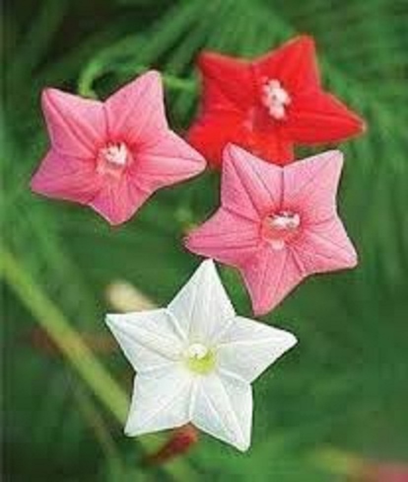 Hạt giống hoa leo giàn tóc tiên mix màu/gói 20 hạt