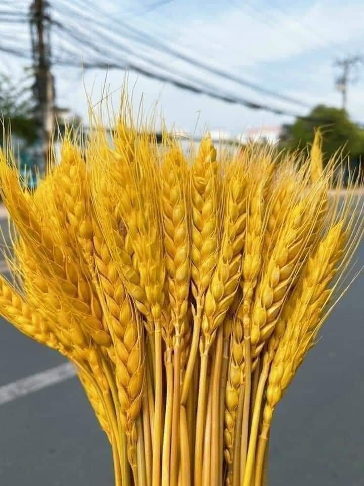 [Bó 100 Bông]Bông Lúa Mạch Vàng Khô Decor Trang Trí Set 100 Bông