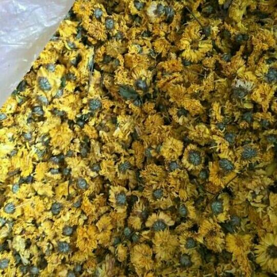 1kg hoa cúc vàng