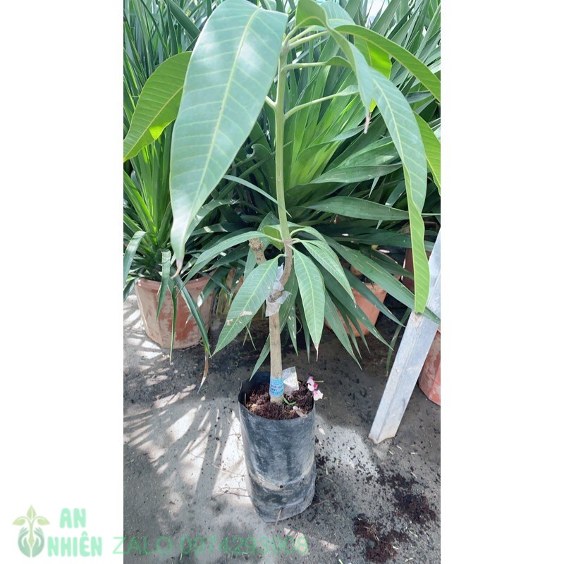 Cây xoài giống cát hoà lộc