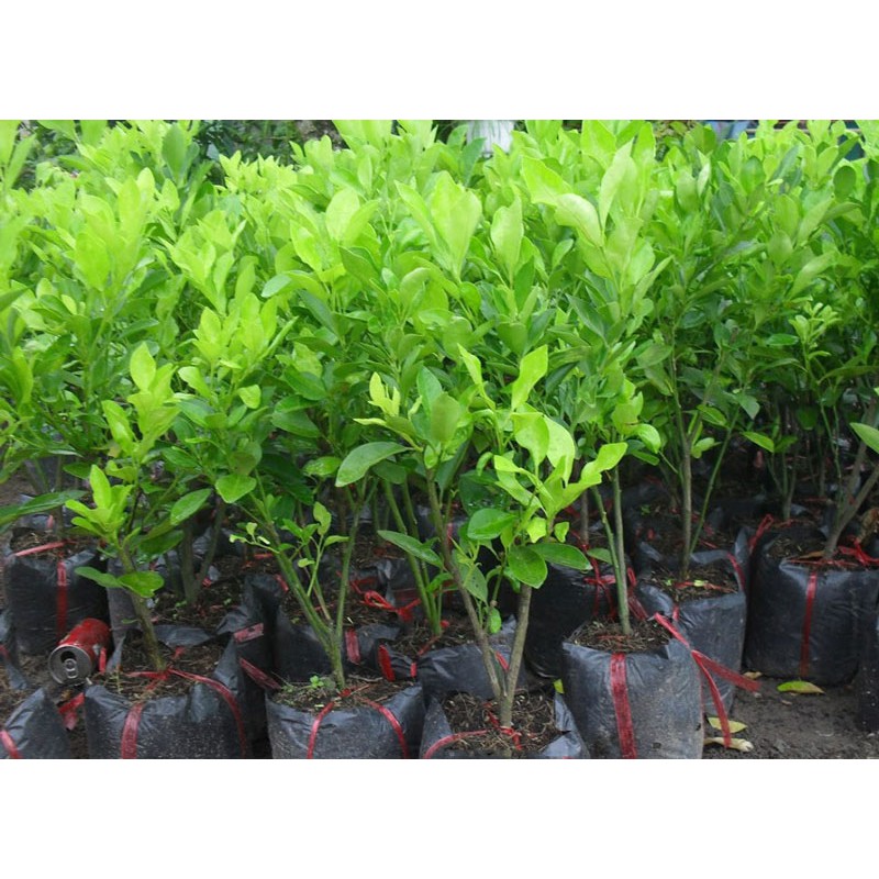 Giá Gốc - 1 Cây Tắc Giống