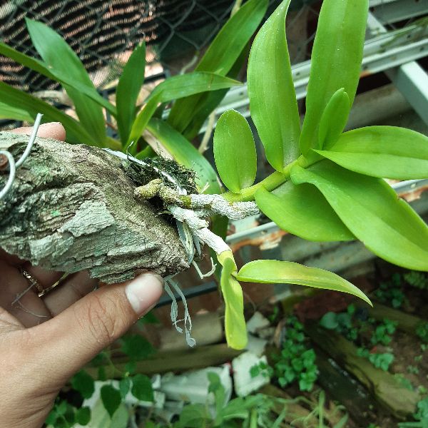 Phong lan trầm hương ghép gỗ( bảng trung)