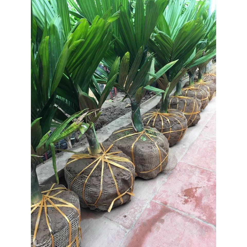 Cây cau lùn, cau làm cảnh, ăn quả -