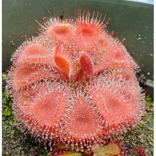 Hạt giống cây bắt mồi gọng vó 10 hạt ( Kèm 3 Viên Nén Sơ Dừa Ươm Hạt )