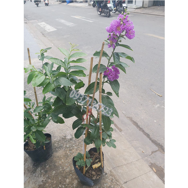 cây bằng lăng tím thái cao từ 40-60 cm