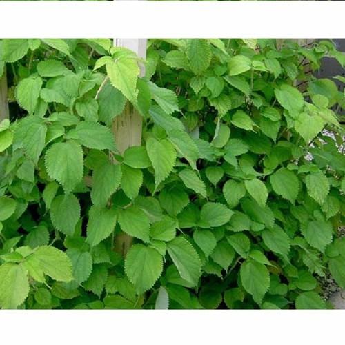 Hạt giống kinh giới 2gr